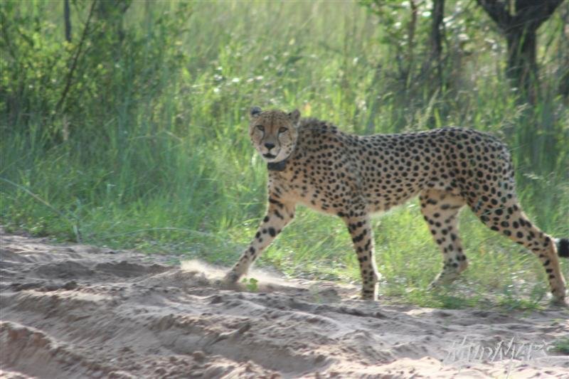 Mud Maps Africa Entabeni 8483